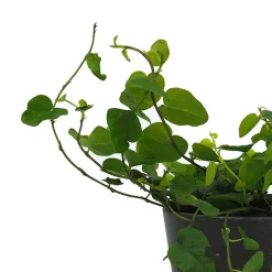 Ficus pumila