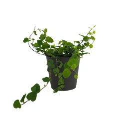 Ficus pumila