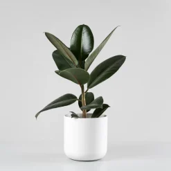 Ficus 'Robusta'