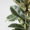 Ficus 'Tineke'