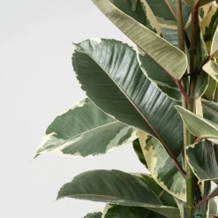 Ficus 'Tineke'