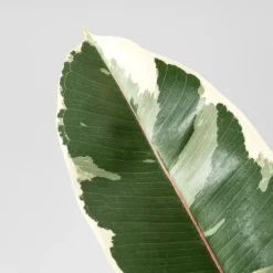 Ficus 'Tineke'
