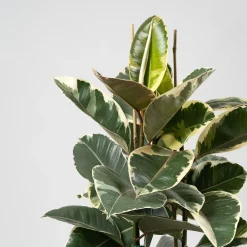 Ficus 'Tineke'