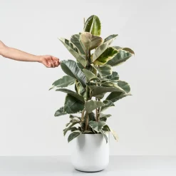 Ficus 'Tineke'