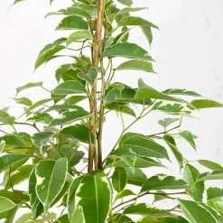 Ficus 'Twilight'