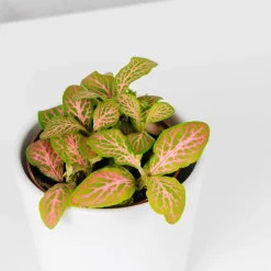 Fittonia