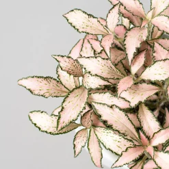 Fittonia