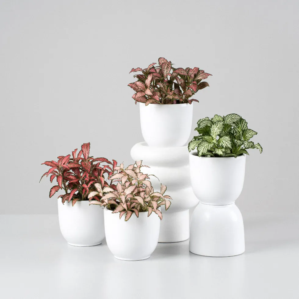 Fittonia