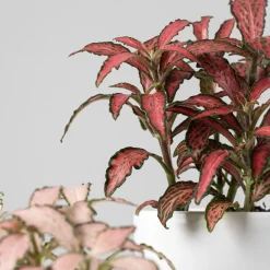 Fittonia