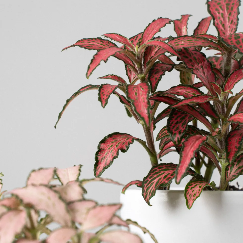 Fittonia