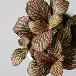 Fittonia