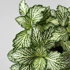 Fittonia