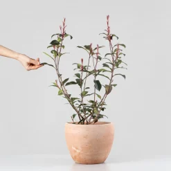 Fotinia fraseri 'Carré Rouge'
