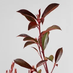 Fotinia fraseri 'Carré Rouge'