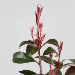 Fotinia fraseri 'Carré Rouge'