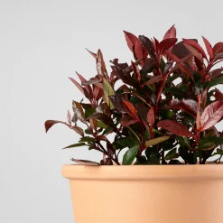 Fotinia fraseri 'Little Red Robin'
