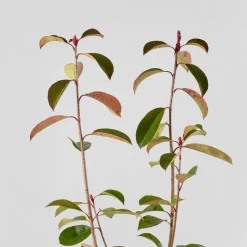 Fotinia fraseri 'Red Robin'