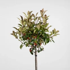 Fotinia × fraseri 'Red Robin' en Copa