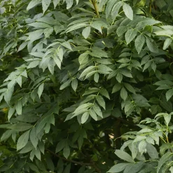 Fraxinus excelsior