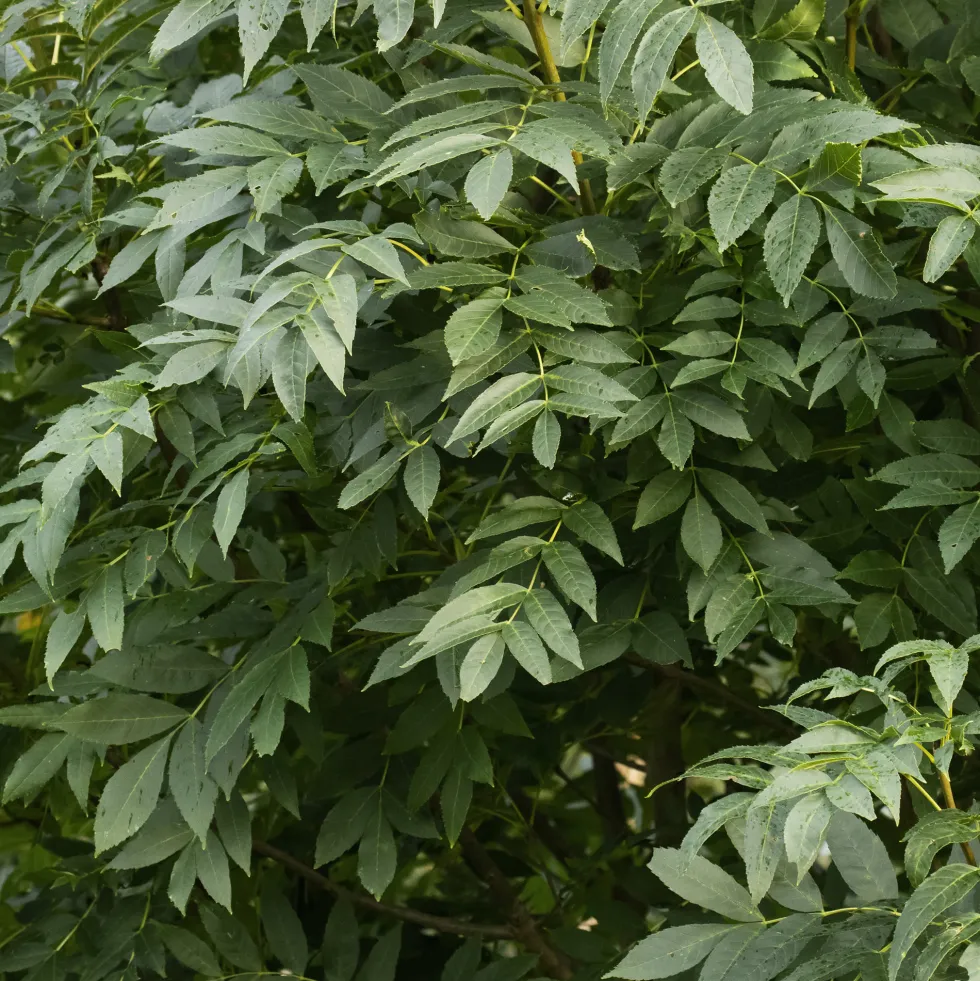 Fraxinus excelsior