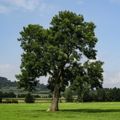 Fraxinus excelsior
