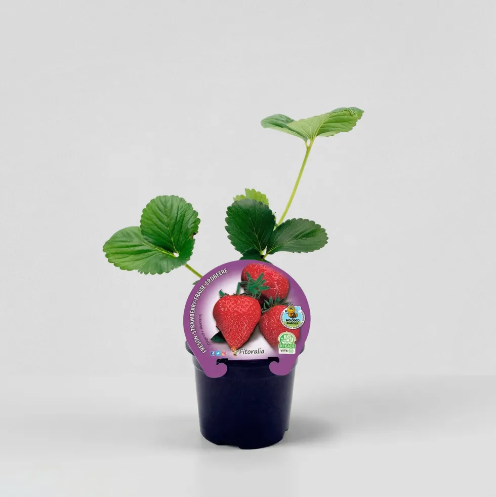 Fresón - Planta de huerto