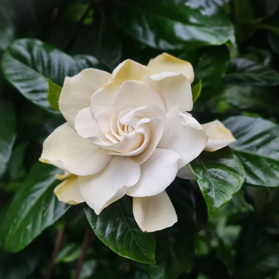 Gardenia jasminoides para exterior
