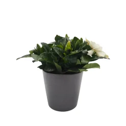 Gardenia jasminoides para interior