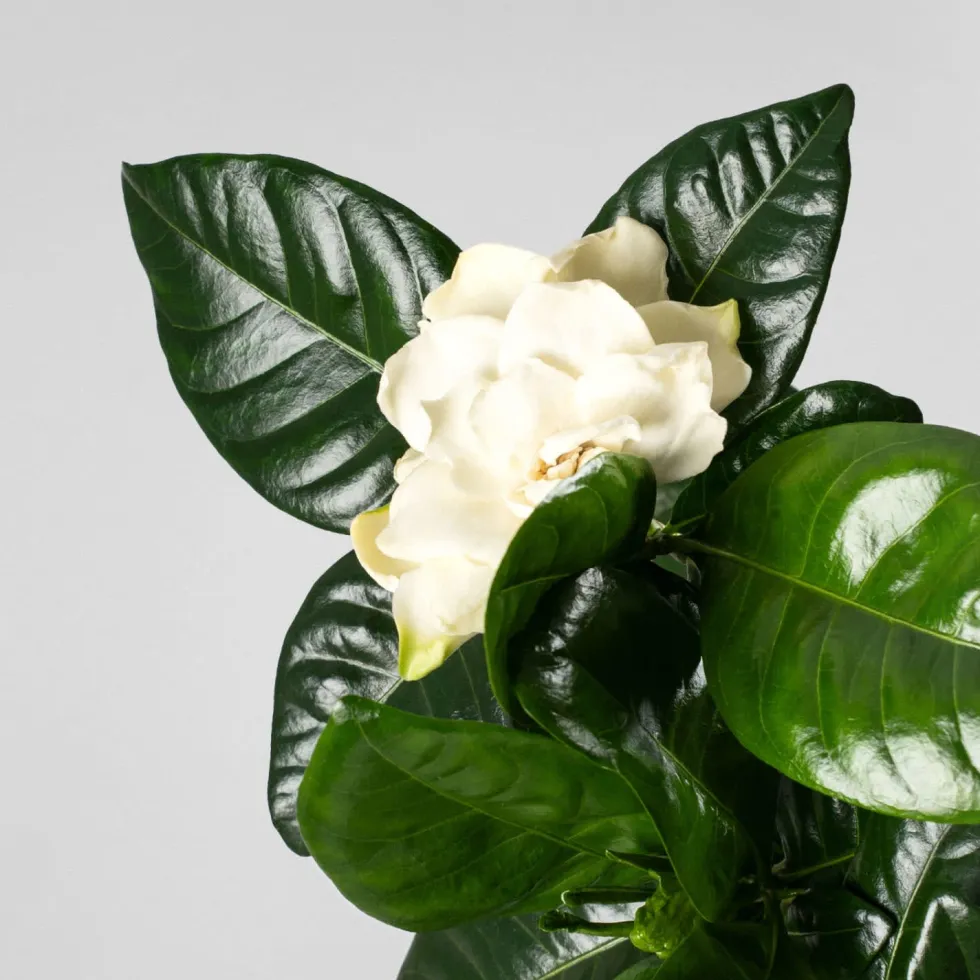 Gardenia jasminoides para interior