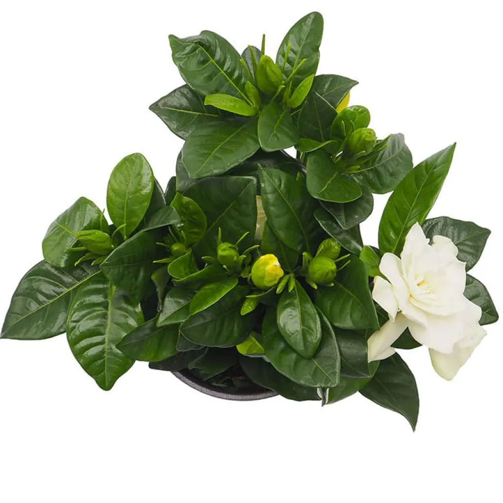 Gardenia jasminoides para interior