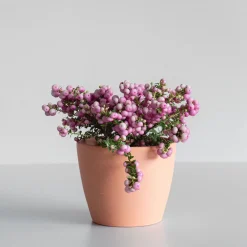 Gaultheria mucronata - Pernettya