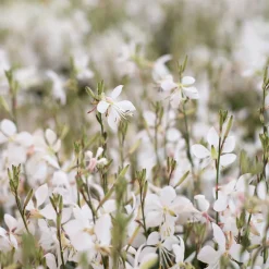 Gaura blanca (Oenothera lindheimeri)