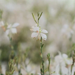 Gaura blanca (Oenothera lindheimeri)