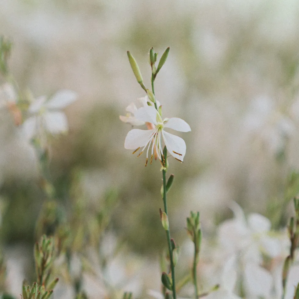 Gaura blanca (Oenothera lindheimeri)