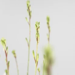 Gaura blanca (Oenothera lindheimeri)