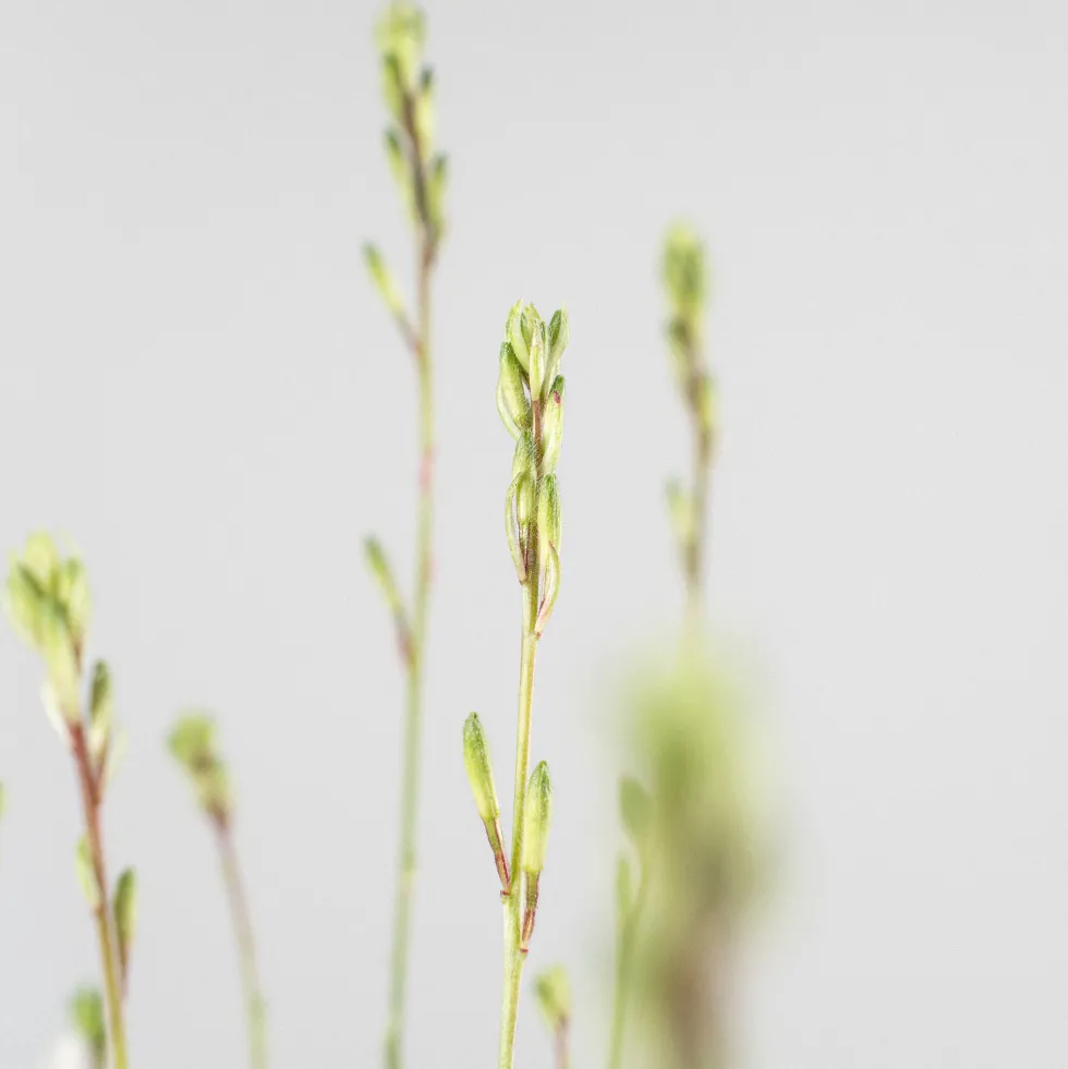 Gaura blanca (Oenothera lindheimeri)