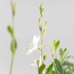 Gaura blanca (Oenothera lindheimeri)