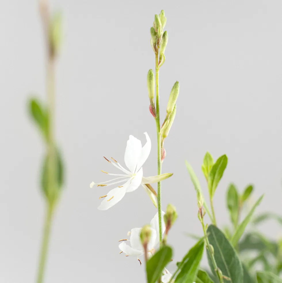 Gaura blanca (Oenothera lindheimeri)