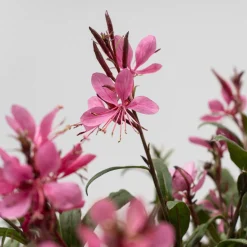 Gaura (Oenothera lindheimeri)