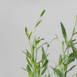 Gaura (Oenothera lindheimeri)
