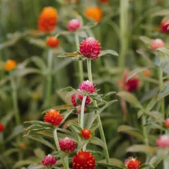 Gomphrena globosa