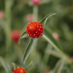 Gomphrena globosa