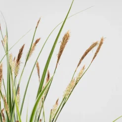 Gramínea Carex oshimensis 'Everest'
