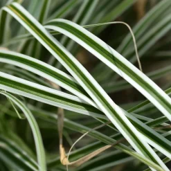 Gramínea Carex oshimensis 'Everest'