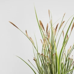 Gramínea Carex oshimensis 'Everest'