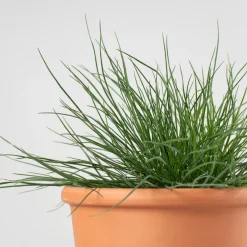Gramínea Festuca glauca