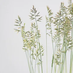 Gramínea Festuca glauca