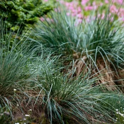 Gramínea Festuca glauca