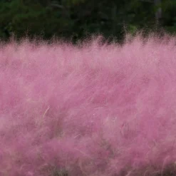 Gramínea Muhlenbergia capillaris
