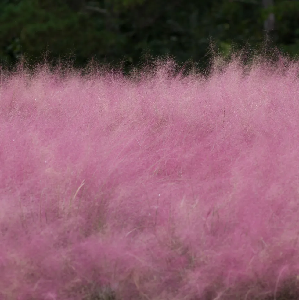 Gramínea Muhlenbergia capillaris
